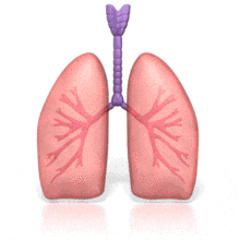 Human Lungs Breathing PowerPoint Animation layout preview.