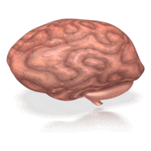 Human Brain Rotating PowerPoint Animation layout preview.