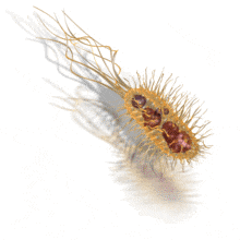 Bacteria Moving PowerPoint Animation layout preview.