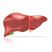 Human Liver Rotating PowerPoint Animation layout preview.