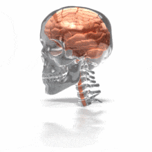 Brain in Glass Skull PowerPoint Animation layout preview.