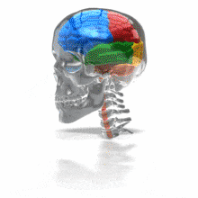 Four Lobe Brain In Glass Skull PowerPoint Animation layout preview.