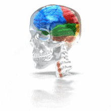 Four Lobe Brain In Glass Skull PowerPoint Animation layout preview.