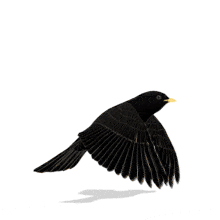 Flying Black Bird PowerPoint  – Freedom in Motion PowerPoint Animation layout preview.
