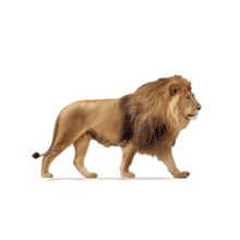 Walking Lion Side  Clip PowerPoint Animation layout preview.