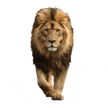 Lion Walking Front  Clip PowerPoint Animation layout preview.