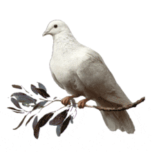 Animated Dove on Branch PowerPoint Animation layout preview.