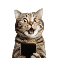 Humorous Surprised Cat  for Engaging Tech and Pet Presentations PowerPoint Animation layout preview.