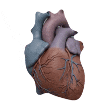 3D Beating Human Heart Loop Medical PowerPoint Animation layout preview.