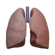 3D Breathing Human Lungs Loop Medical PowerPoint Animation layout preview.