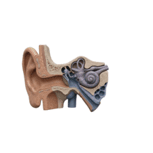 Animated Sound entering Ear PowerPoint Animation layout preview.