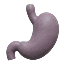 3D Human Stomach Loop  for Medical and Educational Presentations PowerPoint Animation layout preview.
