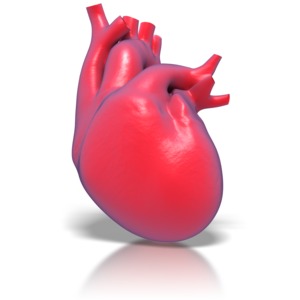 Human Heart PowerPoint clipart graphic preview.