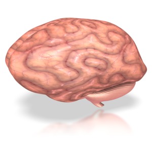 Human Brain PowerPoint clipart graphic preview.