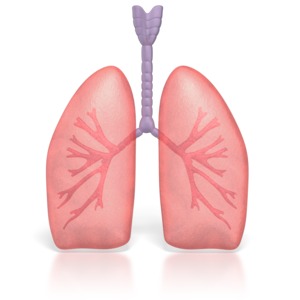 Human Lungs PowerPoint clipart graphic preview.