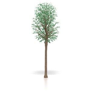 Young Oak Tree Sapling PowerPoint clipart graphic preview.