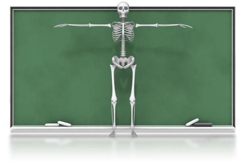 High-resolution clipart illustration of Skeleton in Front of Chalkboard, designed for academic lesson planning, classroom engagement, and interactive learning frameworks.