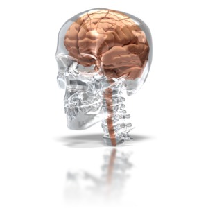 Brain in Glass Skull PowerPoint clipart graphic preview.