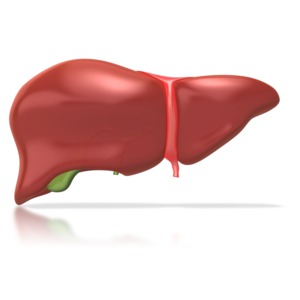 Human Liver PowerPoint clipart graphic preview.