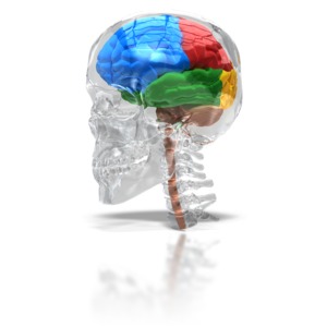 Glass Skull With Four Lobe Brain PowerPoint clipart graphic preview.