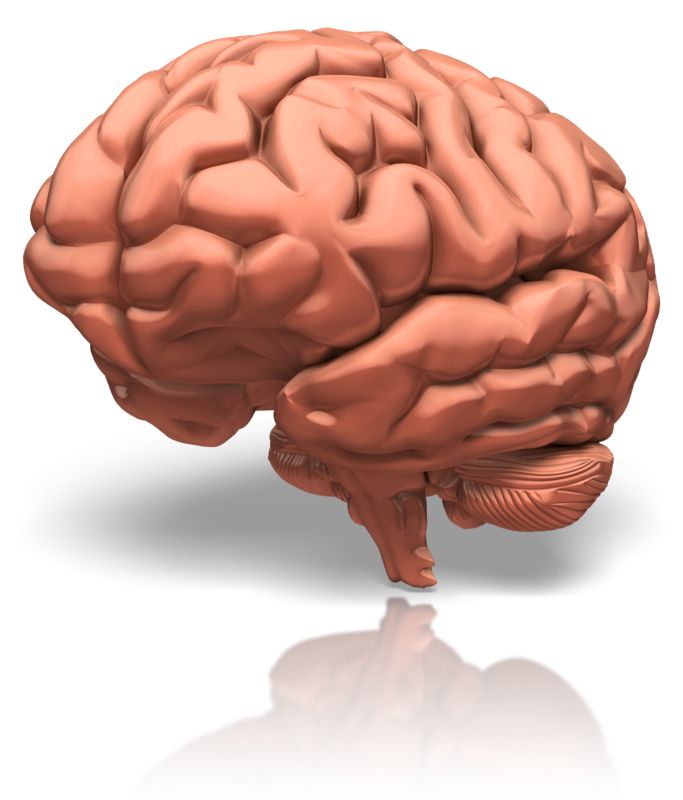 High-resolution clipart illustration of Human Brain, designed for corporate project kickoff meetings, creative strategy brainstorming, and innovative product development pitches.