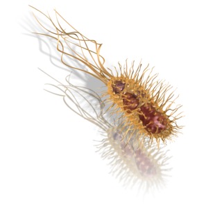 Common Bacteria PowerPoint clipart graphic preview.