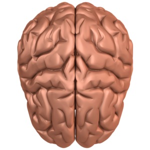 Brain Top View PowerPoint clipart graphic preview.