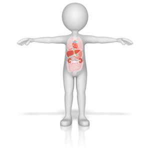 Figure with Organs PowerPoint clipart graphic preview.