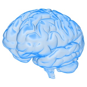 Brain Semi Transparent PowerPoint clipart graphic preview.