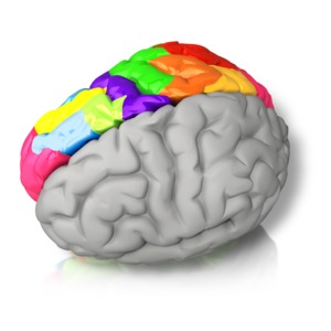 Right Brained Color PowerPoint clipart graphic preview.