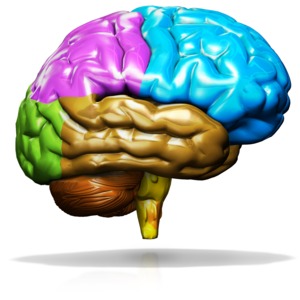 Brain Custom Color Customizable PowerPoint clipart graphic preview.