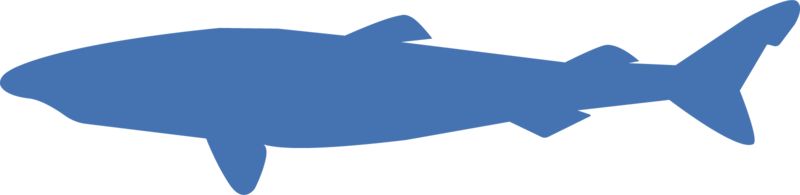 High-resolution clipart illustration of Greenland Shark Silhouette, designed for environmental education decks, outdoor recreation marketing, and conservation awareness campaigns.