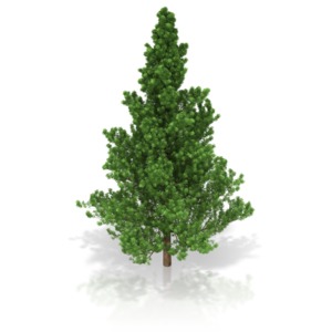 Pine Tree PowerPoint clipart graphic preview.