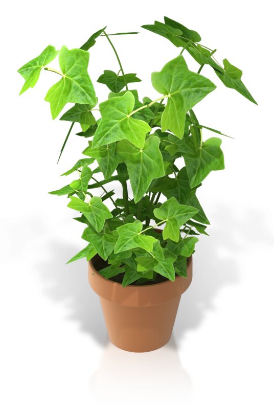 High-resolution clipart illustration of Plant in a Pot, designed for environmental education decks, outdoor recreation marketing, and conservation awareness campaigns.