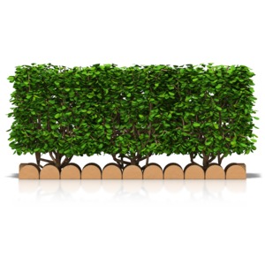 Hedge Front View PowerPoint clipart graphic preview.