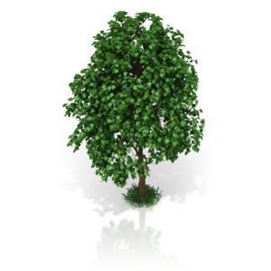 Small Tree PowerPoint clipart graphic preview.