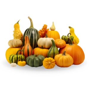 Autumn Gourds PowerPoint clipart graphic preview.