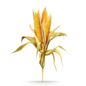 Corn Stalk  Image PowerPoint clipart graphic preview.