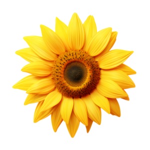 Summer Sunflower PowerPoint clipart graphic preview.