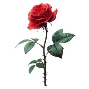 Red Long Stem Rose  Image PowerPoint clipart graphic preview.