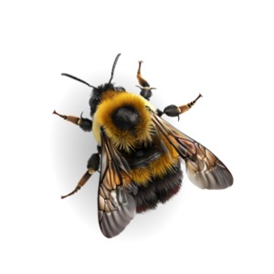 Bee PowerPoint clipart graphic preview.