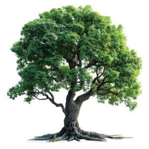 Mature Maple Tree PowerPoint clipart graphic preview.