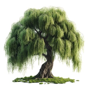Willow Tree PowerPoint clipart graphic preview.