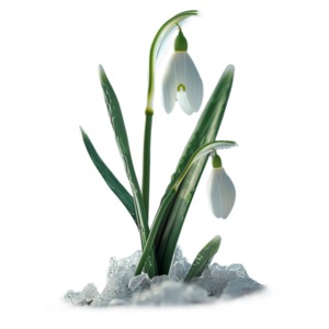 Spring Flower in Snow PowerPoint clipart graphic preview.
