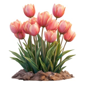 Spring Pink Tulips PowerPoint clipart graphic preview.