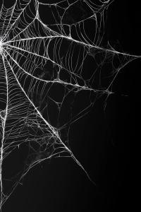 Intricate Spider Web Design PowerPoint clipart graphic preview.