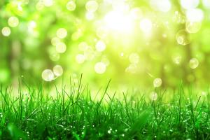 Serene Green Grass Background PowerPoint clipart graphic preview.