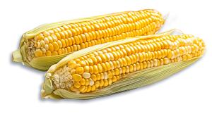 Dried Corn Cobs PowerPoint clipart graphic preview.
