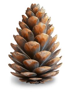 Pinecone  Image PowerPoint clipart graphic preview.