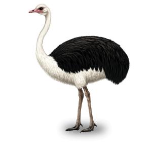 Black And White Ostrich PowerPoint clipart graphic preview.